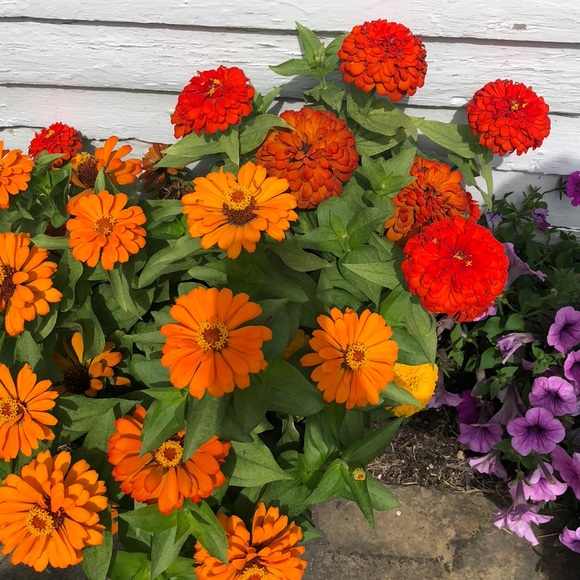 Meet your Posher, Sheri - Picture 1 of 1